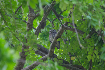 Spotted owlet (Athene brama)