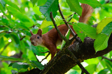 Squirrel on a tree eating red cherry