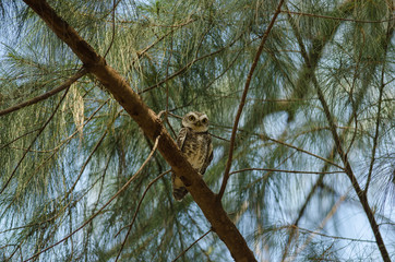 Spotted owlet (Athene brama)