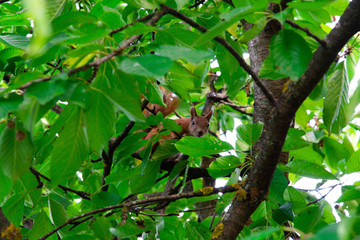 Squirrel on a tree eating red cherry