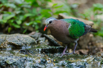 Emerald dove or Green Pigeon