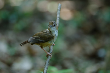 Abbott's Babbler (Malacocincla abbotti)