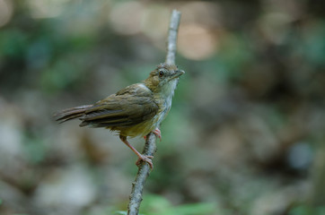 Abbott's Babbler (Malacocincla abbotti)