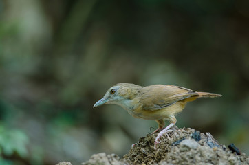 Abbott's Babbler (Malacocincla abbotti)