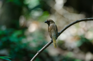 Scaly-breasted Munia (Lonchura punctulata)