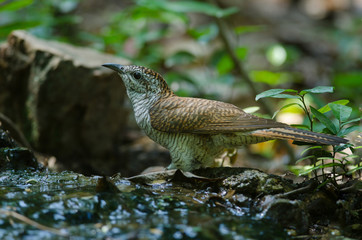 Banded Bay Cuckoo in nature