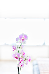 Orchid flowers in a room close up with a background