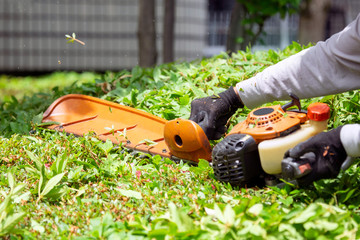 植木屋の剪定作業