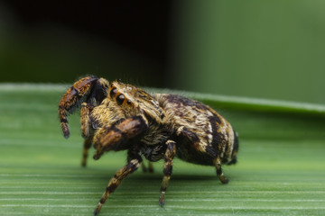 jumping spider in nature