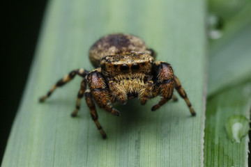 jumping spider in nature