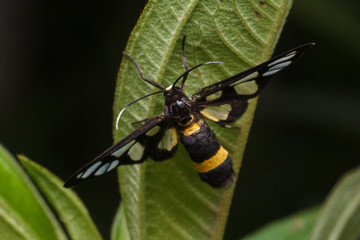 tiger grass borer moth in nature