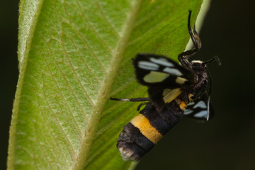 tiger grass borer moth in nature