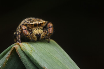 jumping spider in nature