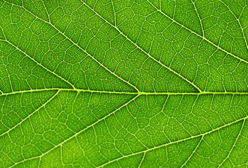 close up on fresh green leaf vein