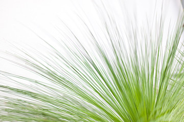 Hairlines of a grass close up with white background
