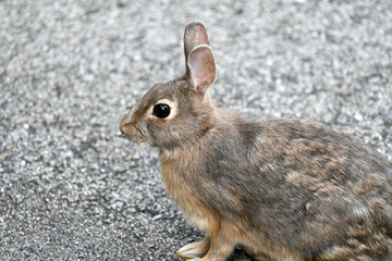 close up on wild rabbit on the road