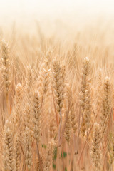 Fototapeta premium Ripe wheat in the fields