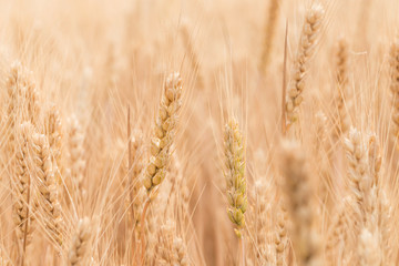 Ripe wheat in the fields