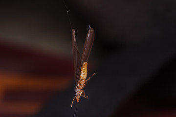 House fly, Fly, House fly on leaf