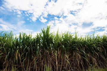 Sugarcane on field with blue sky.
