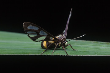 tiger grass borer moth in nature
