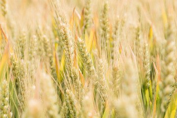 Ripe wheat in the fields