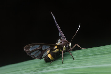 tiger grass borer moth in nature