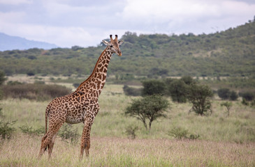 Masai giraffe in nature