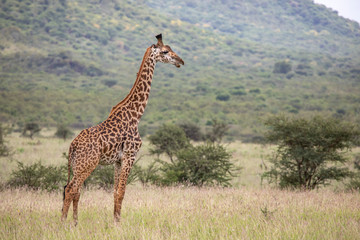 Naklejka na ściany i meble Masai giraffe in nature