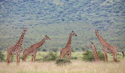 Masai giraffe in nature © katiekk2