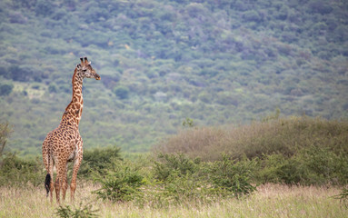 Masai giraffe in nature