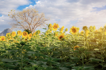 Sunflower on field with the sunlight.