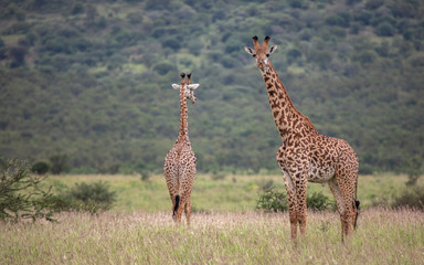 Masai giraffe in nature