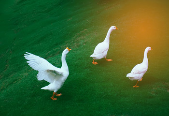 white goose walking on the green grass on the farm 