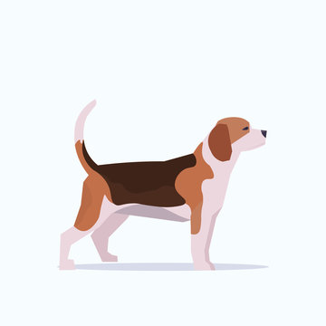 funny beagle puppy cute dog animal home pets concept flat white background