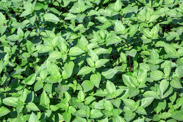 Basil trees in the planting field.