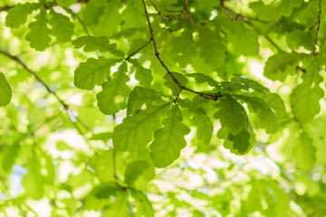 Fototapeta na wymiar Background image of vibrant green English Oak Tree foliage