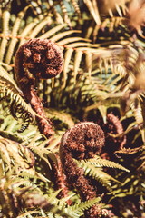 Close up image of New Zealand Tree Fern Koru unfurling