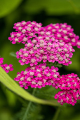 bunch of tiny pink flowers blooming on the top of the branch with blurry green leaves background