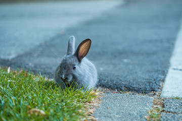 close up of one cute tiny grey bunny enjoying the food on green grass field under the shade  near a paved walkway
