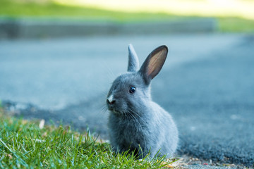 cute grey bunny sitting on green grassy field looking cautious near road side