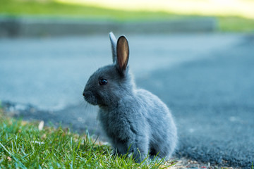 cute grey bunny sitting on green grassy field looking cautious near road side