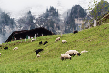 Countryside farming landscape in summer with sheep in Switzerland