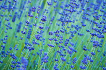 flower field background filled with beautiful purple lavenders with blurry green background 