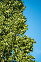 tall tree covered with dense green leaves with blue sky background
