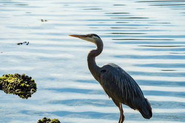 one great blue heron standing on algae covered rock on the river shore looking up