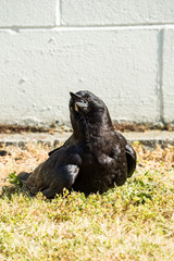 a young crow laying on the grassy ground against grey wall with funny posture on a hot sunny morning 