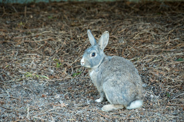 one grey rabbit sitting on pine needles filled ground under the shade