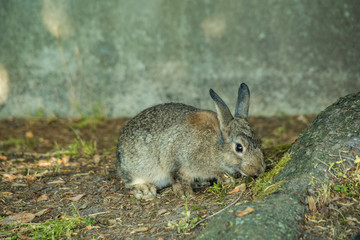 one fat brown rabbit eating under the shade near tree trunk on grass and moss filled ground with fluffy big paws