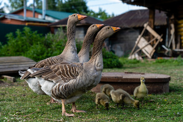 goose on the grass